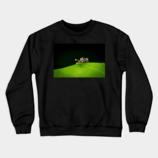 An unique looking Stalk-eyed fly (Diopsidae) Crewneck Sweatshirt